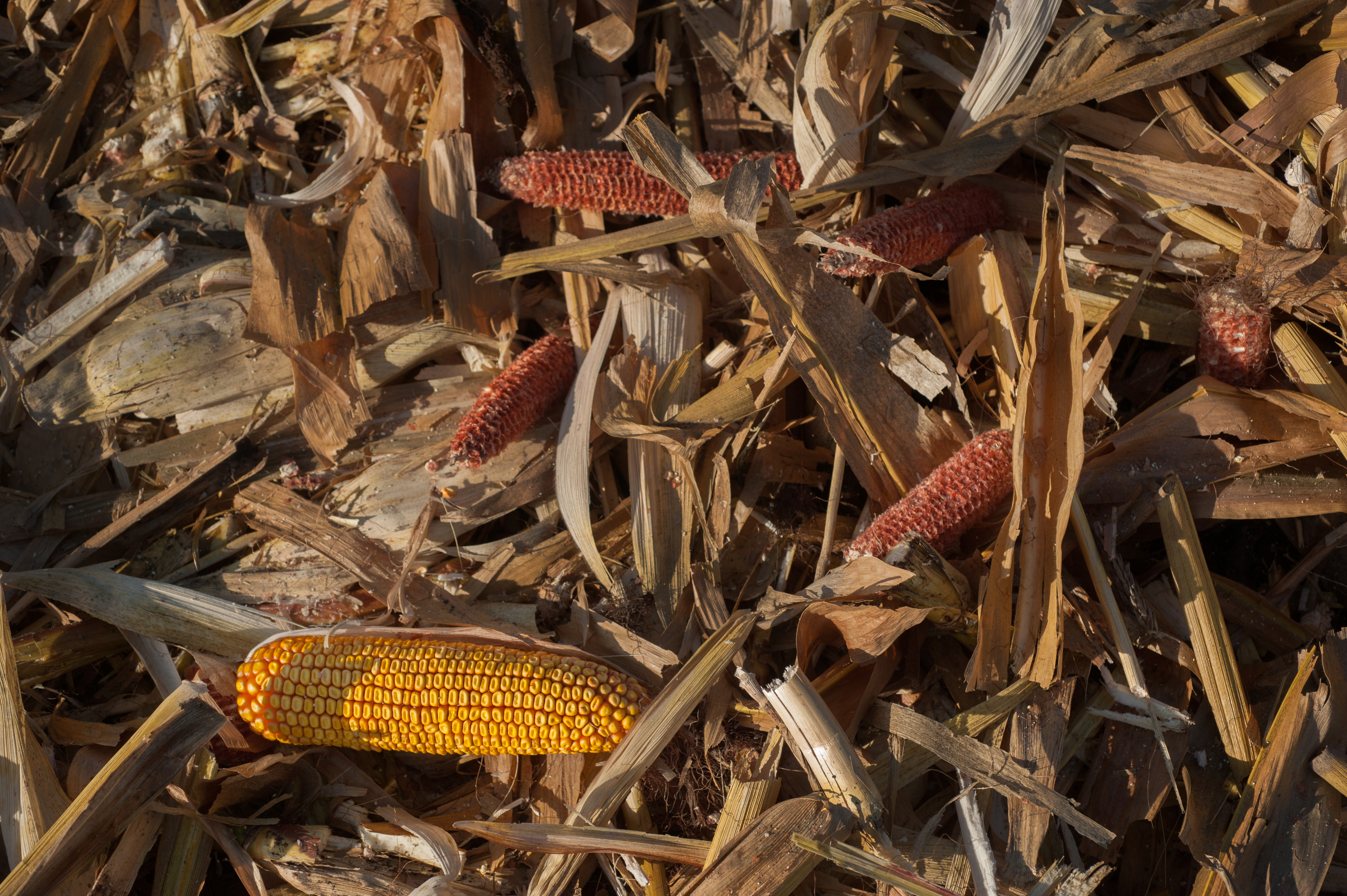 Corn cobs among harvested field remains