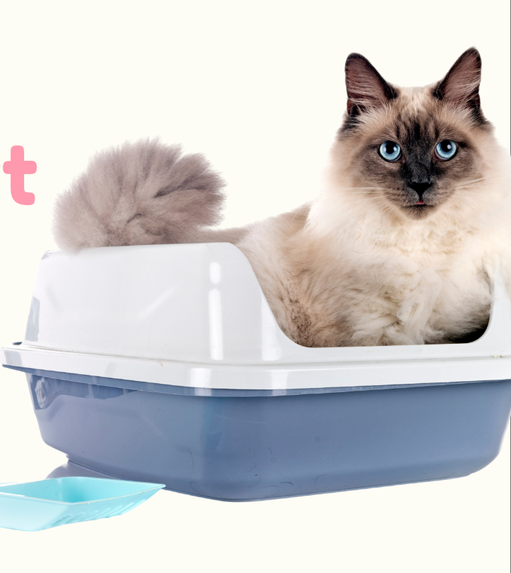 A long-haired cat sitting in a clean litter tray